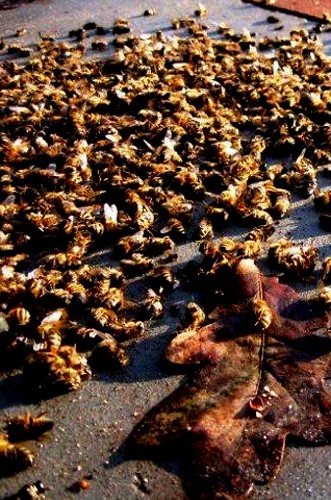 Mortalité des abeilles